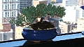 Bonsai