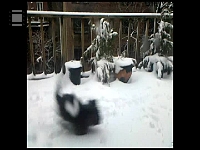 Lou Lou and Snowballs