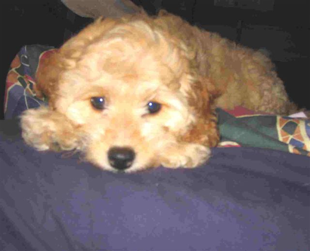 Stevie_8weeks.jpg
