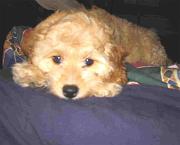 Stevie_8weeks