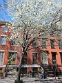 Brooklyn Heights Spring 2011 - 17-04-2011 12-31-27