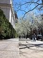 Brooklyn Heights Spring 2011 - 17-04-2011 12-35-34