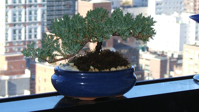 Bonsai.JPG